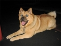 Dateiname: chinesefoodog_bernero.jpg
Dateigröße: 24KB
Abmessungen: 500x375
hinzugefügt am: 11.September 2009 chinesefoodog_bernero.jpg