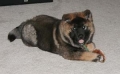 Dateiname: chinesefoodog_clark.jpg
Dateigröße: 20KB
Abmessungen: 300x185
hinzugefügt am: 11.September 2009 chinesefoodog_clark.jpg