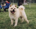 Dateiname: chinesefoodog_kasor.jpg
Dateigröße: 99KB
Abmessungen: 650x530
hinzugefügt am: 11.September 2009 chinesefoodog_kasor.jpg
