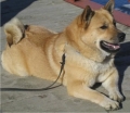 Dateiname: chinesefoodog_mcbride.jpg
Dateigröße: 30KB
Abmessungen: 350x306
hinzugefügt am: 11.September 2009 chinesefoodog_mcbride.jpg