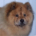 Dateiname: chinesefoodog_scott.jpg
Dateigröße: 32KB
Abmessungen: 350x350
hinzugefügt am: 11.September 2009 chinesefoodog_scott.jpg