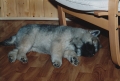 Dateiname: 199803-010.jpg
Dateigröße: 80KB
Abmessungen: 600x409
hinzugefügt am: 12.September 2009 199803-010.jpg