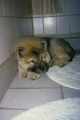 Dateiname: 199803-032.jpg
Dateigröße: 81KB
Abmessungen: 403x600
hinzugefügt am: 12.September 2009 199803-032.jpg