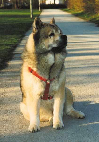 Klicken für Bild in voller Größe