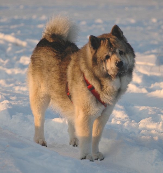 Klicken für Bild in voller Größe